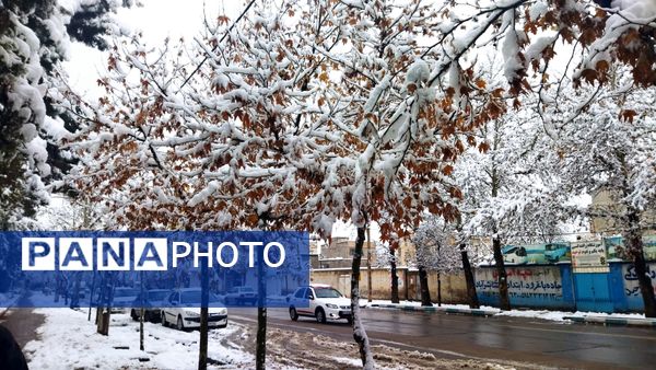 درختان طلایی ، سفید پوش شدند 