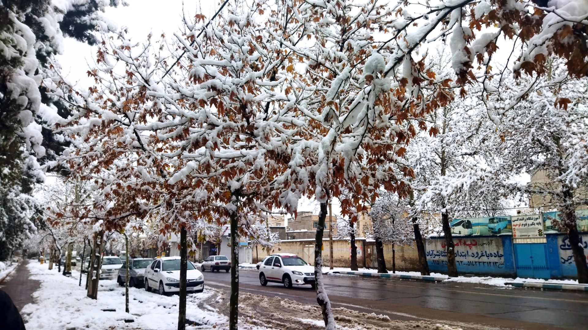درختان طلایی ، سفید پوش شدند 