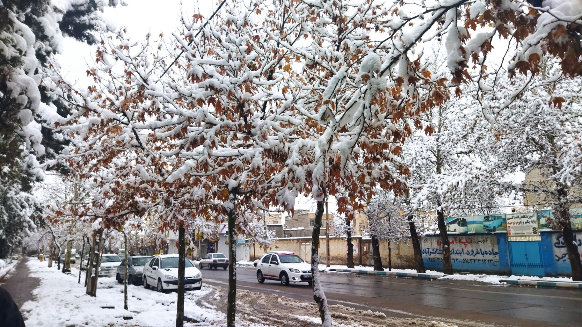 درختان طلایی ، سفید پوش شدند 