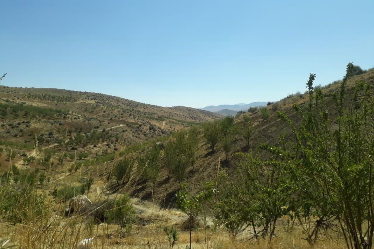 دستان پربرکت؛ روایت برداشت محصول در شیراز