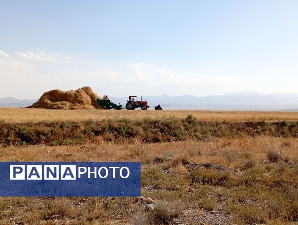 گندم، یکی ازمحصولات کشاورزی در روستای گزکوه 