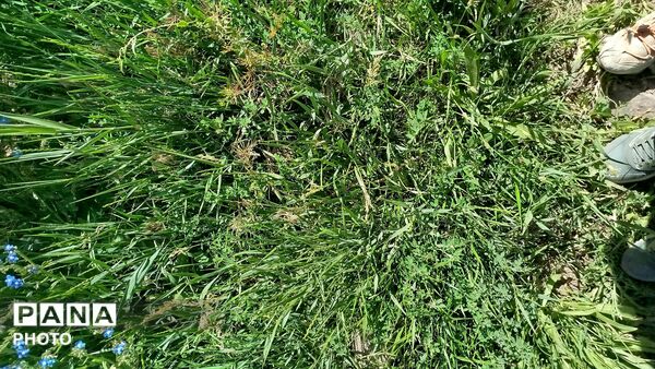 حال و هوای طبیعت در آخرین ماه فصل بهار