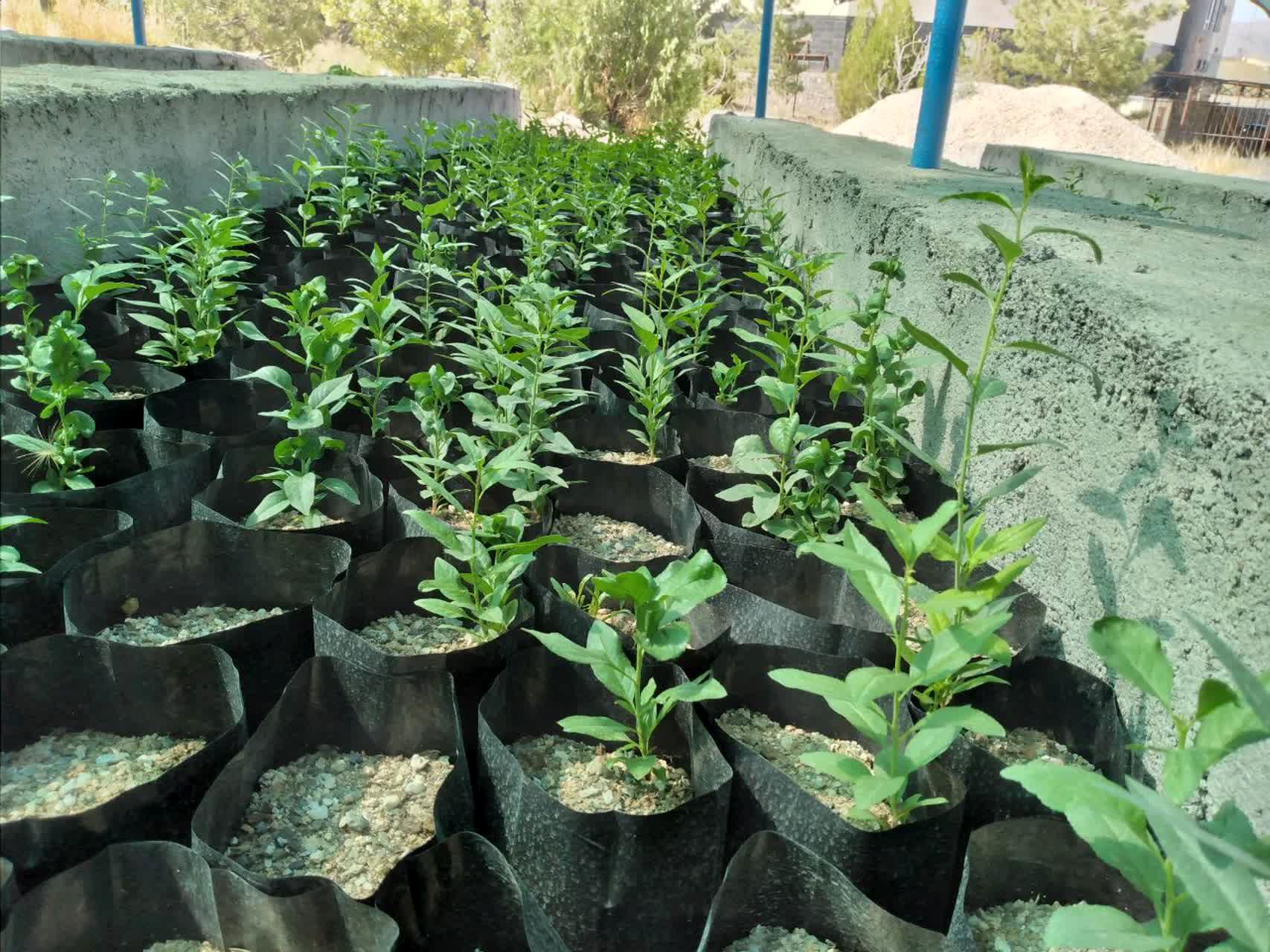 کاشت ۱۶۰۰۰ نهال در نهالستان نهاوند؛ گامی بزرگ در حفظ منابع طبیعی