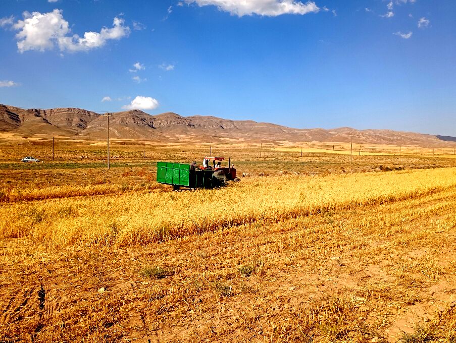 برداشت گندم در روستای گزکوه