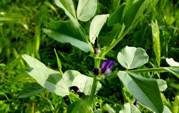 روستای شلیل نگین سرسبزی در دل کوه‌های میانکوه