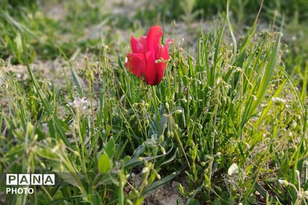 آلبوم تصویری از طبیعت زیبای شهر بار در اردیبهشت‌ماه  ۱۴۰۵ -1
