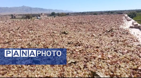 خسارت چند میلیارد تومانی چاه‌های موتور به باغات انگور