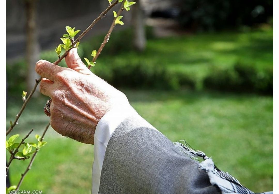 به مناسبت روز درختکاری 