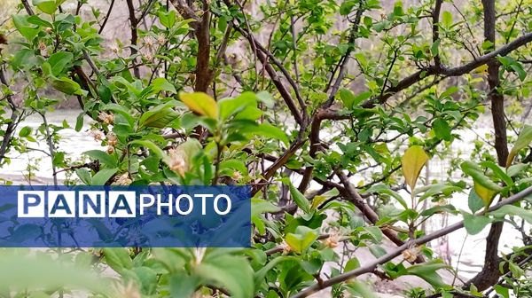 آوای گوش‌نواز بهار در طبیعت شهرستان‌بن