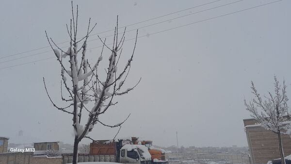 عروس فصل‌ها باری دیگر مهمان شهرستان بن