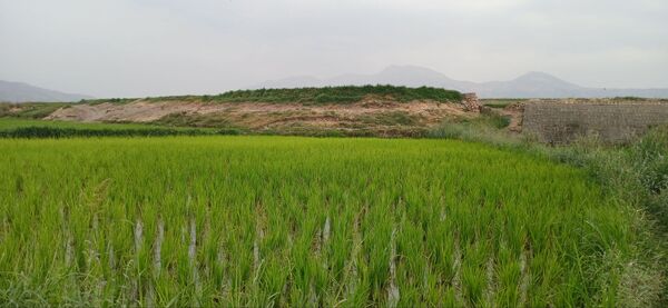 برنج‌کاری در لردگان؛ نماد زندگی و فرهنگ محلی