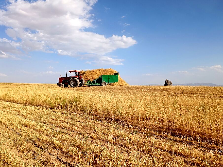 گندم، یکی ازمحصولات کشاورزی در روستای گزکوه 