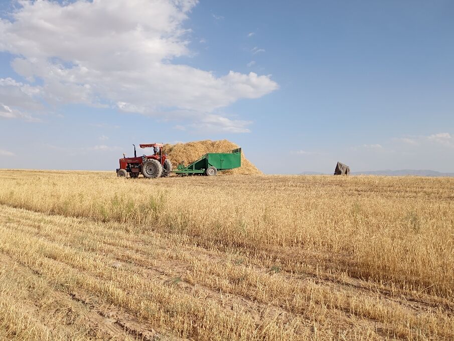 گندم، یکی ازمحصولات کشاورزی در روستای گزکوه 