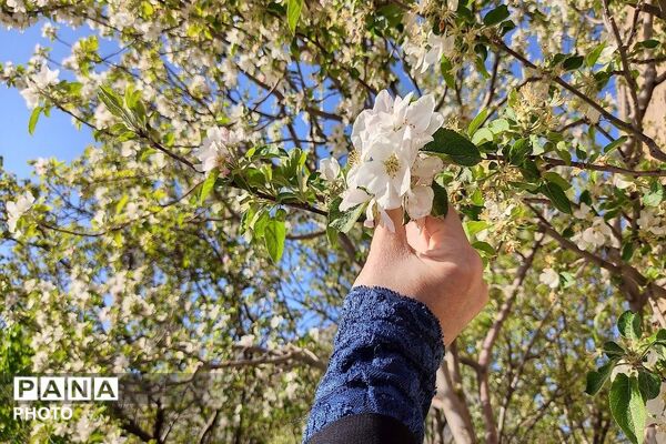 آلبوم تصویری از طبیعت زیبای شهر بار در اردیبهشت‌ماه  ۱۴۰۵ -1