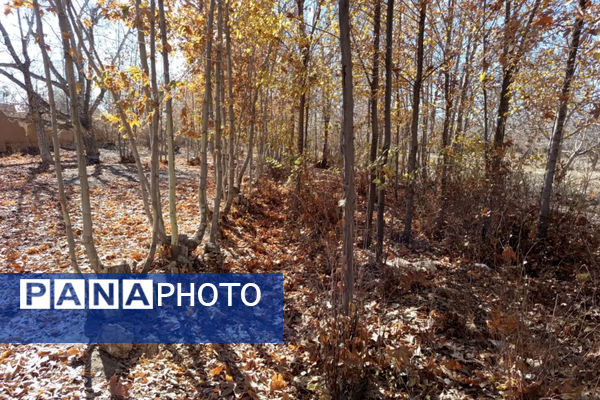 خزان زیبا در کوچه باغ‌های شهر بهمن