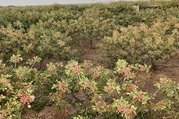 برداشت سالانه ۱۷۲ تُن پسته از باغ‌های لرستان؛ کوهدشت در صدر تولید