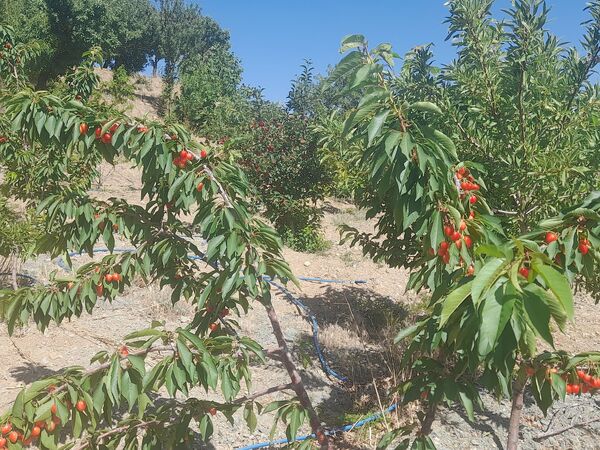 میوه‌های خوش‌رنگ و لعاب بهاری در روستای مارکده