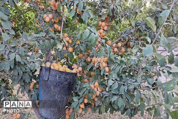 طعم شیرین تابستان در شهربار نیشابور