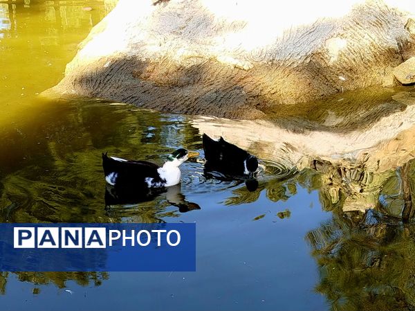 زیبایی های طبیعی شهرستان پاوه به روایت تصویر