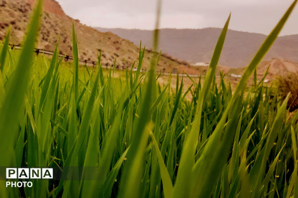 طبیعت دِراز‌رود؛ زیباترین تابلوی سبز لردگان