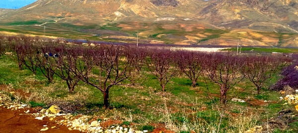 طبیعت بهاری، فرصتی برای سرزندگی روح 