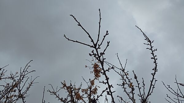 بارش زیبای باران با عطر و بوی بهار در شهرستان بن