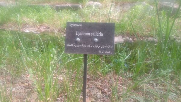دانش‌آموزان آموزشگاه هیأت امنایی فرزانگان ملارد از باغ گیاه‌شناسی بازدید کردند