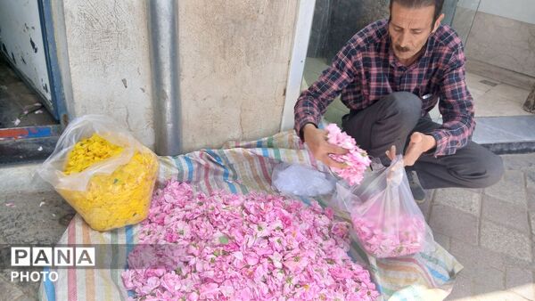 تویسرکان غرق در عطر؛ طلای سرخ و زرد در فصل برداشت به بازار آمد