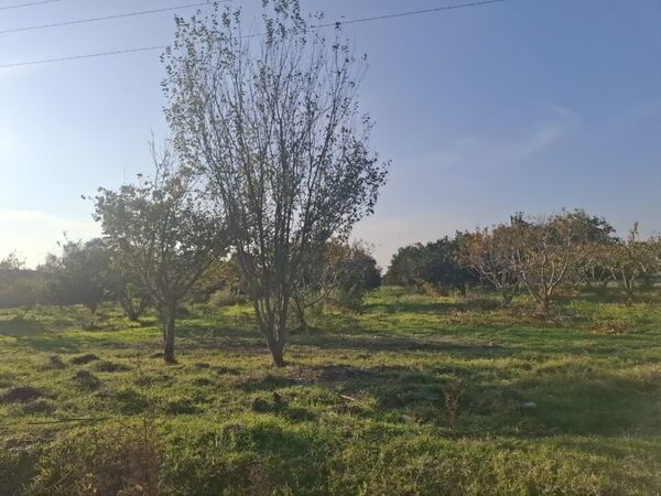 جنگل‌های هیرکانی کردکوی