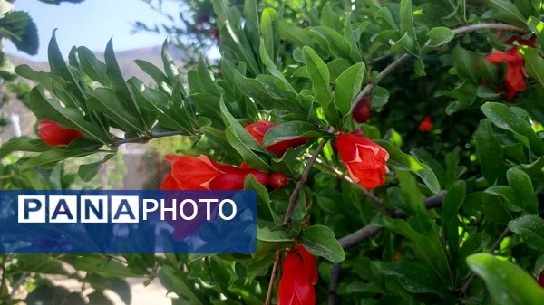 میوه‌های رنگارنگ در لردگان 