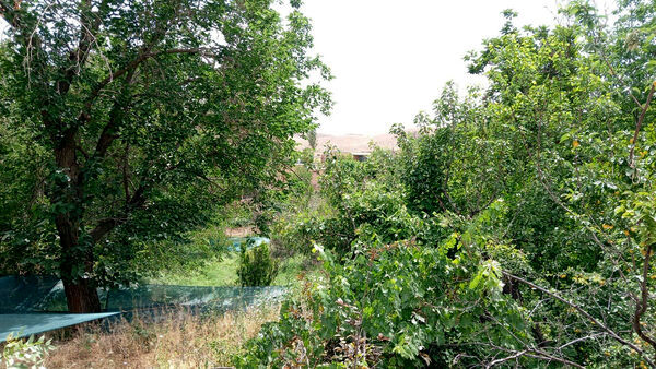 جلوه‌هایی از طبیعت تابستانی خلجستان و جعفرآباد قم
