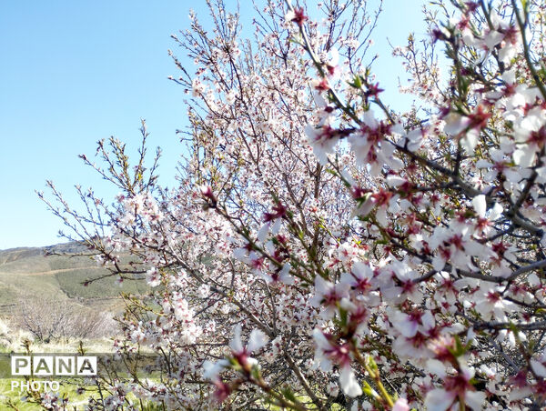 شکوفه‌هایی که تویسرکان را قاب تازه زدند