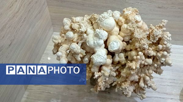 بازدید مدرسه ساره از پارک موزه علوم زمین