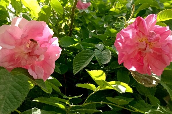 تصاویری از حال و هوای طبیعت در آخرین ماه فصل بهار