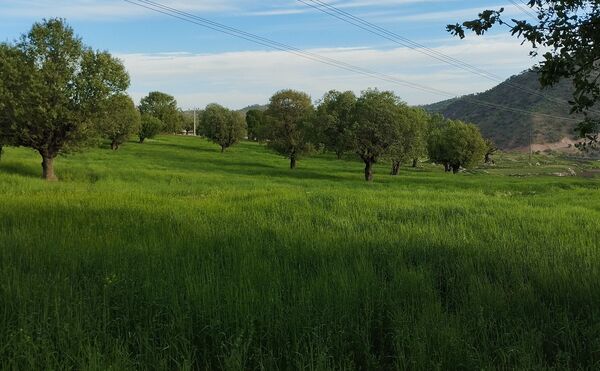 روستای شلیل نگین سرسبزی در دل کوه‌های میانکوه