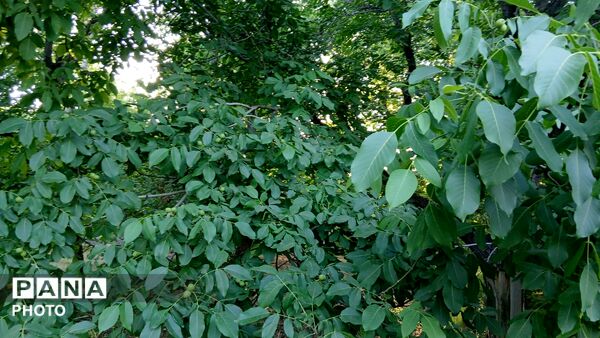پیر کمربسته؛ قلب تپنده گردشگری در پارک توریستی کمر بسته سرکان