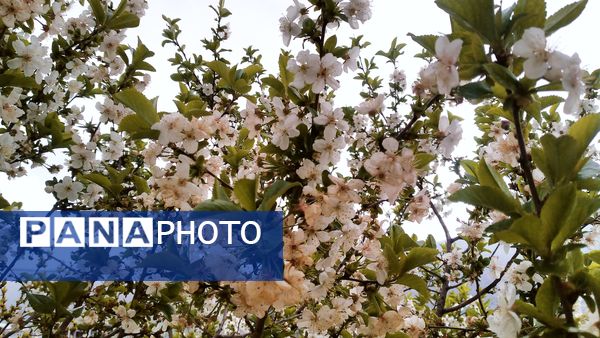 باران بهاری؛ ملودی زندگی در بستر طبیعت
