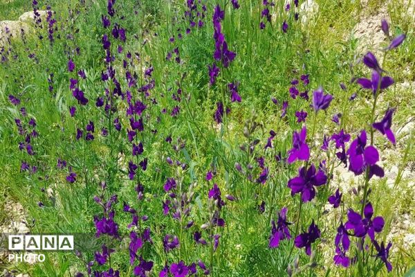 آلبوم تصویری از طبیعت زیبای شهر بار در اردیبهشت‌ماه  ۱۴۰۵ـ۲