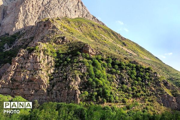کوه های شهر بار ذخیره‌گاه گیاهان ارزشمند و کم نظیر دارویی 