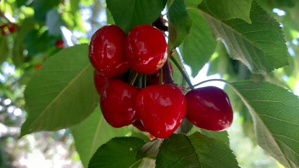 میوه‌های خوش‌رنگ و لعاب بهاری در روستای مارکده