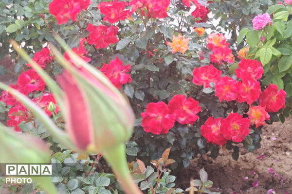 گل‌های زیبای بهاری