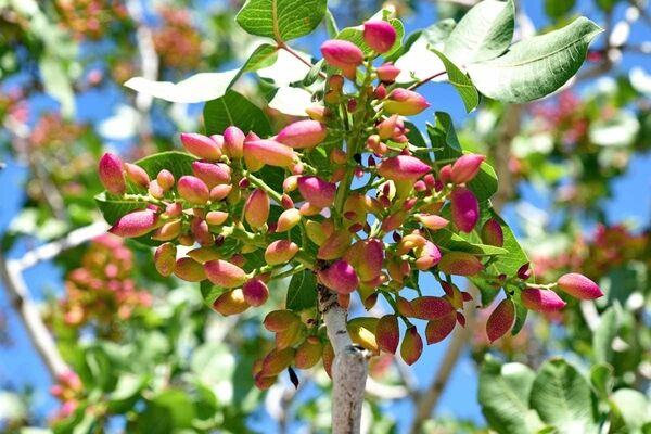 پایش مزارع پسته با تصاویر ماهواره‌ای؛ چالش دسترسی به داده‌های زمینی و منابع علمی خارجی