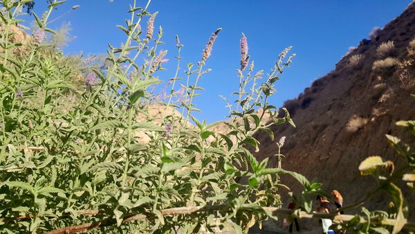 روستای برد‌زرد نگینی غریب در شهرستان لنده