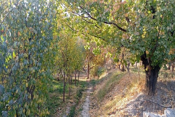 تصاویر زیبا از پاییز رنگارنگ در شهر دار السادات بار نیشابور 