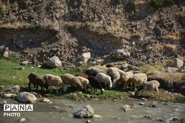 آغاز فصل تولکی در شالیزارهای روستای پلبریده