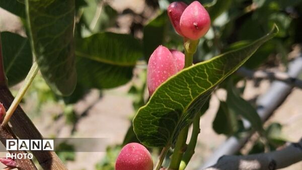 طبیعت هدیه ماندگار زندگی