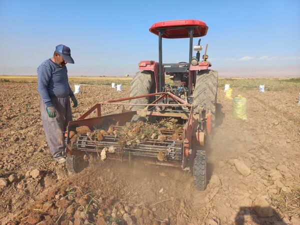 برداشت محصول سیب زمینی در روستای داغیان