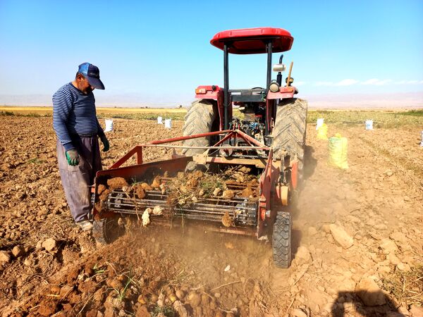 برداشت محصول سیب زمینی در روستای داغیان