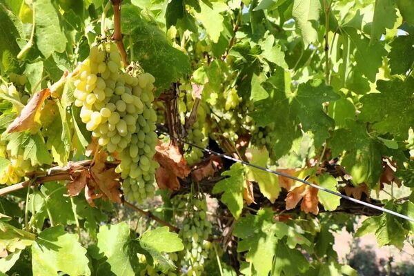آغاز برداشت انگور ارگانیک از موقوفات شوکت آباد بیرجند