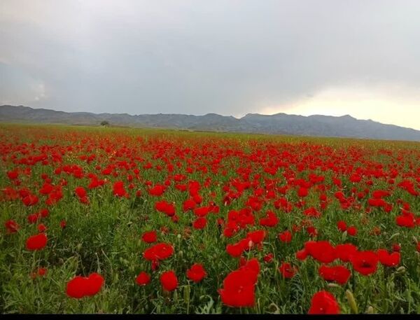 طبیعت بی نظیر روستا سربالا بهترین گزینه برای طبیعتگردی در فصل بهار